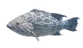 Broomtail Grouper